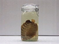 藏品(甲尻魚)的圖片